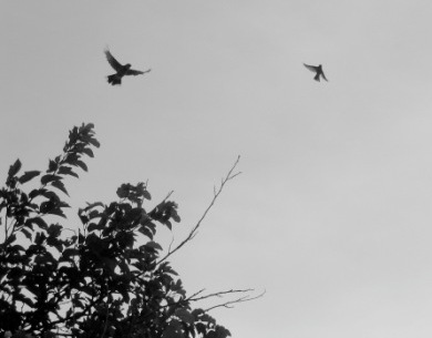 Birds in Flight